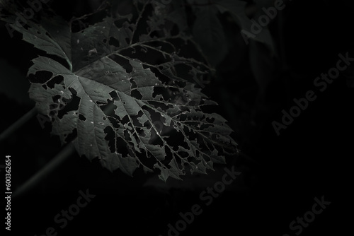 black and white,leaf of wild grapes eaten by caterpillars on a dark background