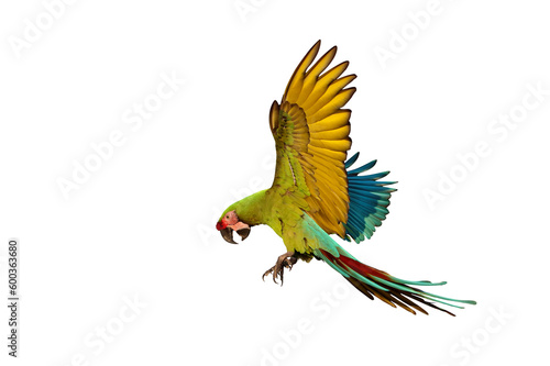 Beautiful great green macaw flying isolated on transparent background png file 