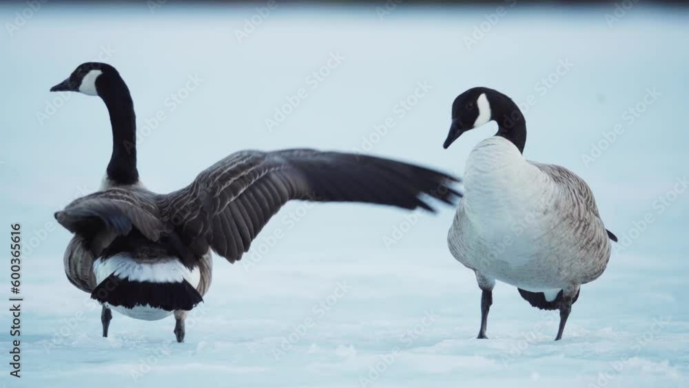Pair Of Goose Canada Preening In Winter Frozen Landscape. Close Up Pair Of Goose Canada Preening In Winter Frozen Landscape. Close Up