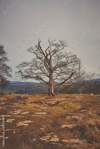paisaje con un árbol solitario del Valle del "Salto Del Río Nervión" en el país Vasco en una mañana de invierno