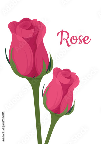 Rose buds on a white background