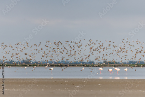 Shorebirds, Dunlin (Calidris alpina) migrating north in the Vacares pond in spring.