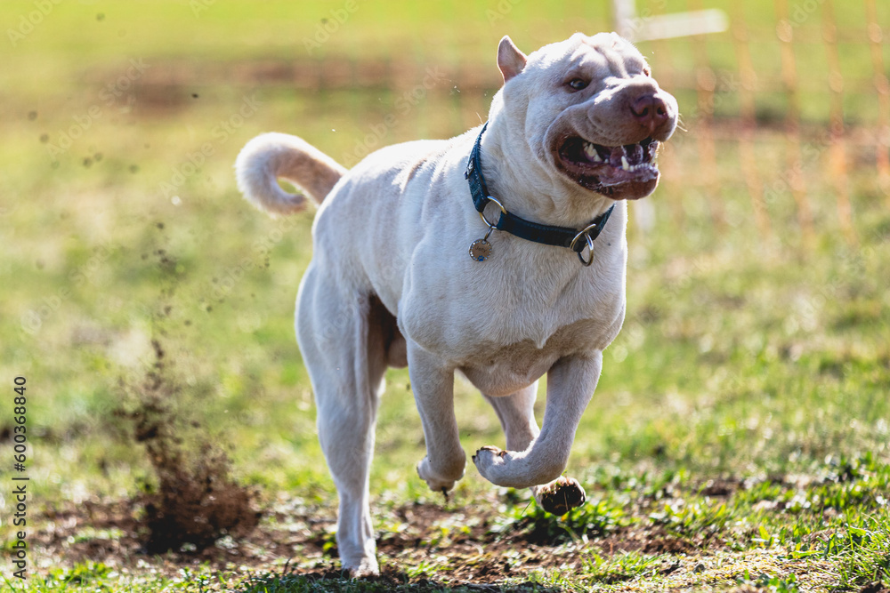 Shar Pei dog running straight on camera and chasing coursing lure on green field
