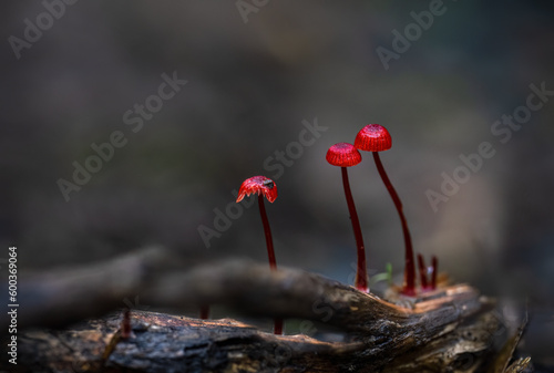 Ruby Bonnet (Cruentomycena viscidocruenta), tiny bright red mushrooms found in the forest floor in Auckland.