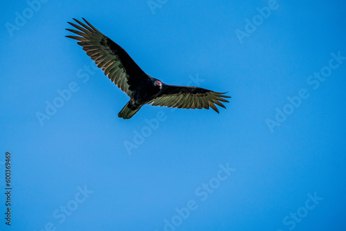 Turkey vulture in flight