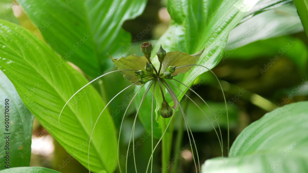 Obraz premium Flowers shaped like bats of the wild Bon family. It's not a rare flower.