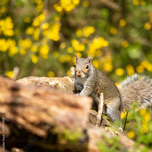 Grey Squirrel