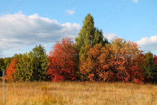 Autumn trees with red  yellow and green leaves against a blue sky with clouds