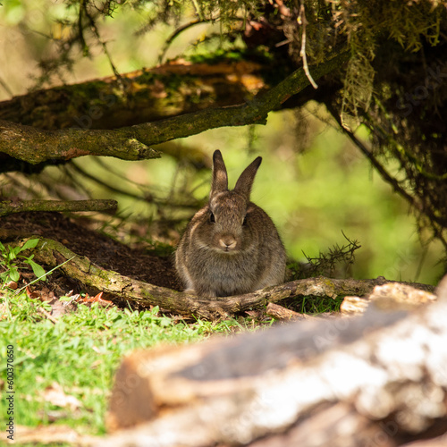 baby rabbit
