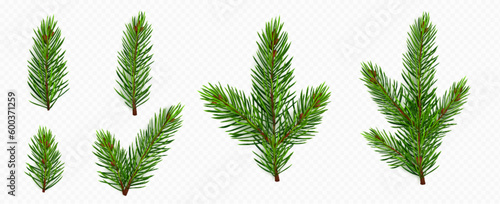 Pine tree branch set realistic vector illustration. Fir twigs with green needles isolated on transparent background. Winter holiday evergreen decoration, spruce or cedar elements,
