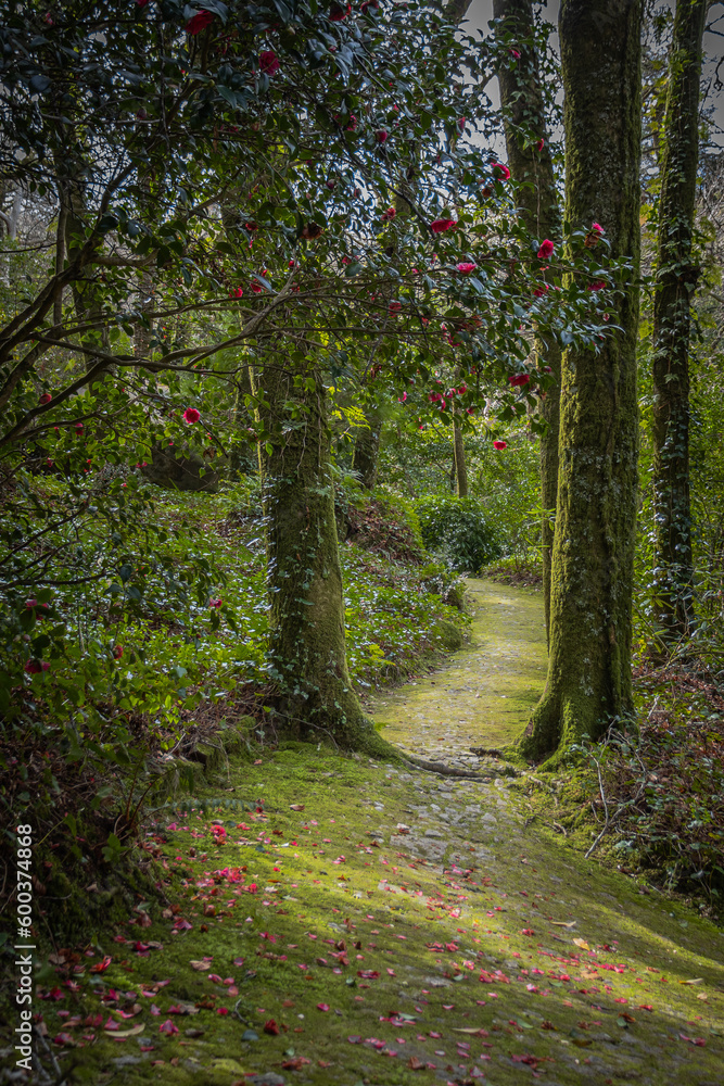 Beautiful pathways of the Pena natural park, Sintra, fairy tale green forest, flower petals on the ground