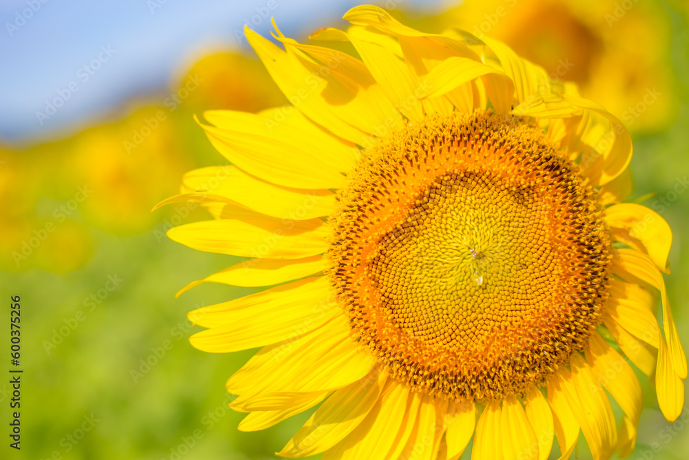 Obraz premium Closeup a beautiful sunflower in the wind blows its petals. image for background.