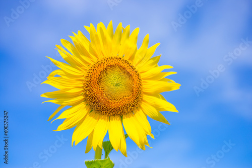 Sunflowers against a clear sky background.