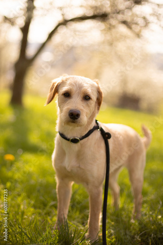 Labrador retriever dog on leash in the nature 