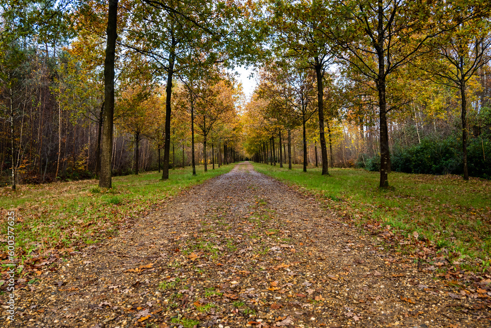 Road in the park in autumn season with autumn leaves falling Road in the park in autumn season with autumn leaves falling