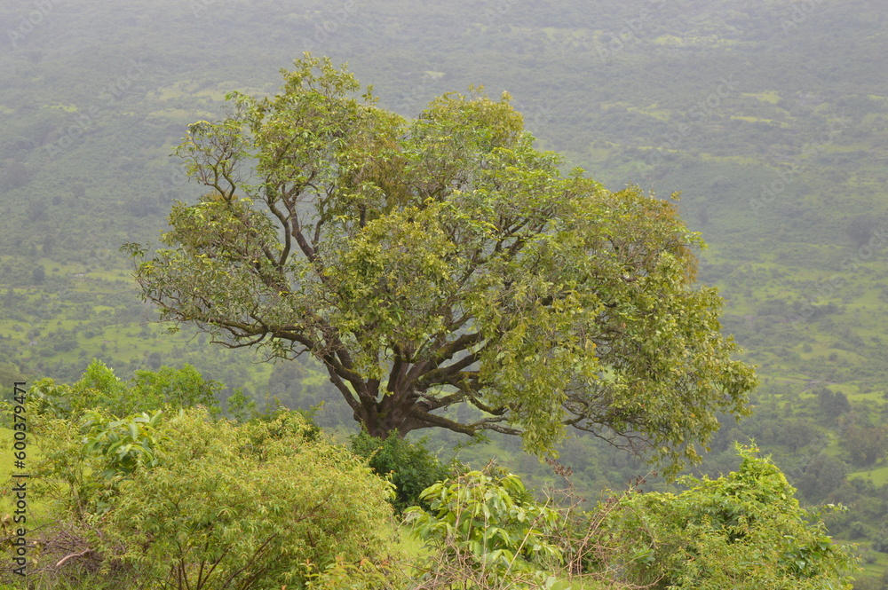 Obraz premium tree in the mountains