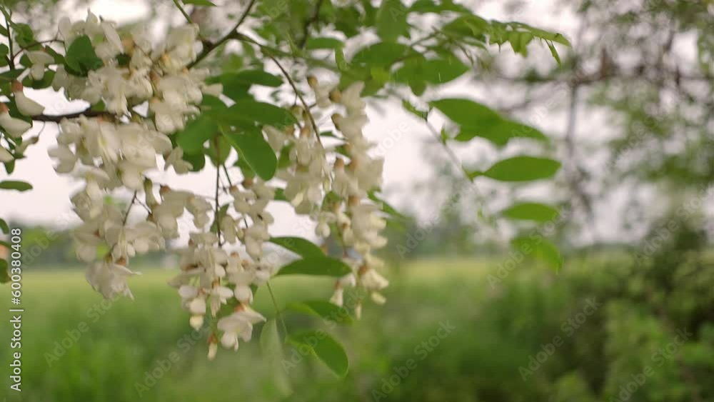 acacia blooms in spring. the wind sways flowering branches of acacia. blooming acacia close-up. acacia blooms in spring. the wind sways flowering branches of acacia. blooming acacia close-up.