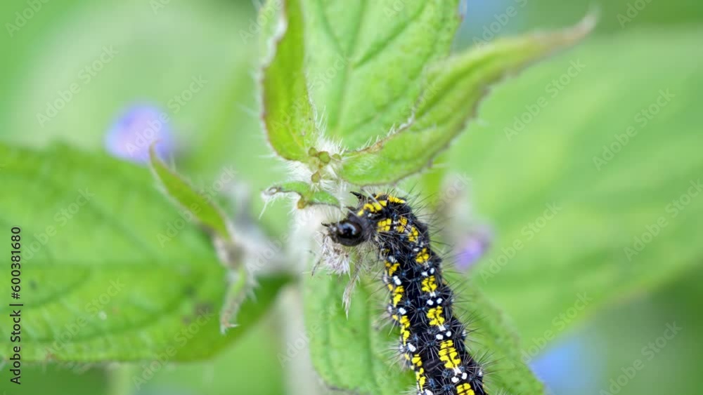 Scarlet Tiger Caterpillar eating centre stem on green alkanet plant whilst sitting on a leaf. Scarlet Tiger Caterpillar eating centre stem on green alkanet plant whilst sitting on a leaf.