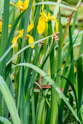 Iris pseudacorus pertenece a la familia Iridaceae.