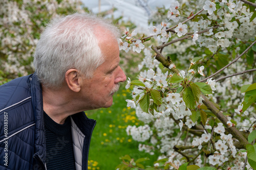 Cherry trees in full bloom in Germany. Farmer inspecting the orchard.