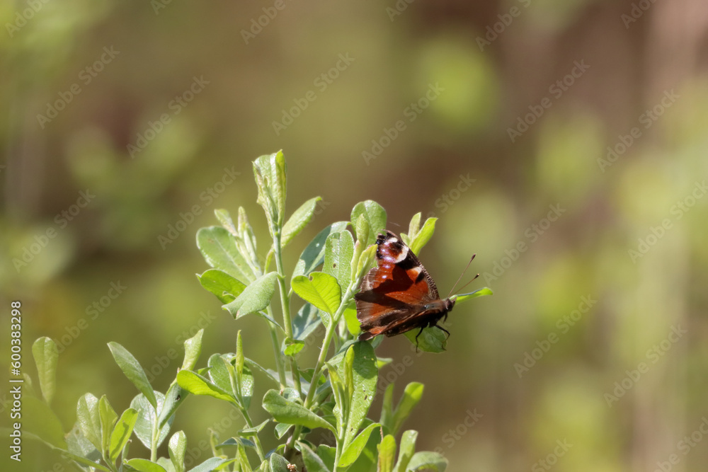 A beautiful closeup of a Butterfly that has landed on a contrasting green leaf
