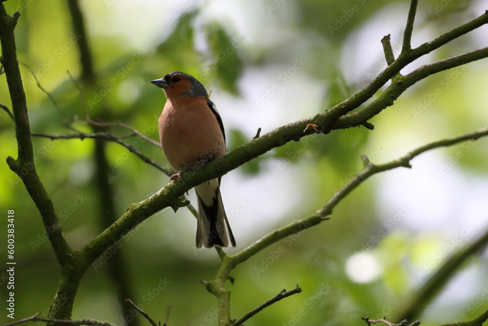 A beautiful animal portrait of a songbird in the forest during the summer months A beautiful animal portrait of a songbird in the forest during the summer months