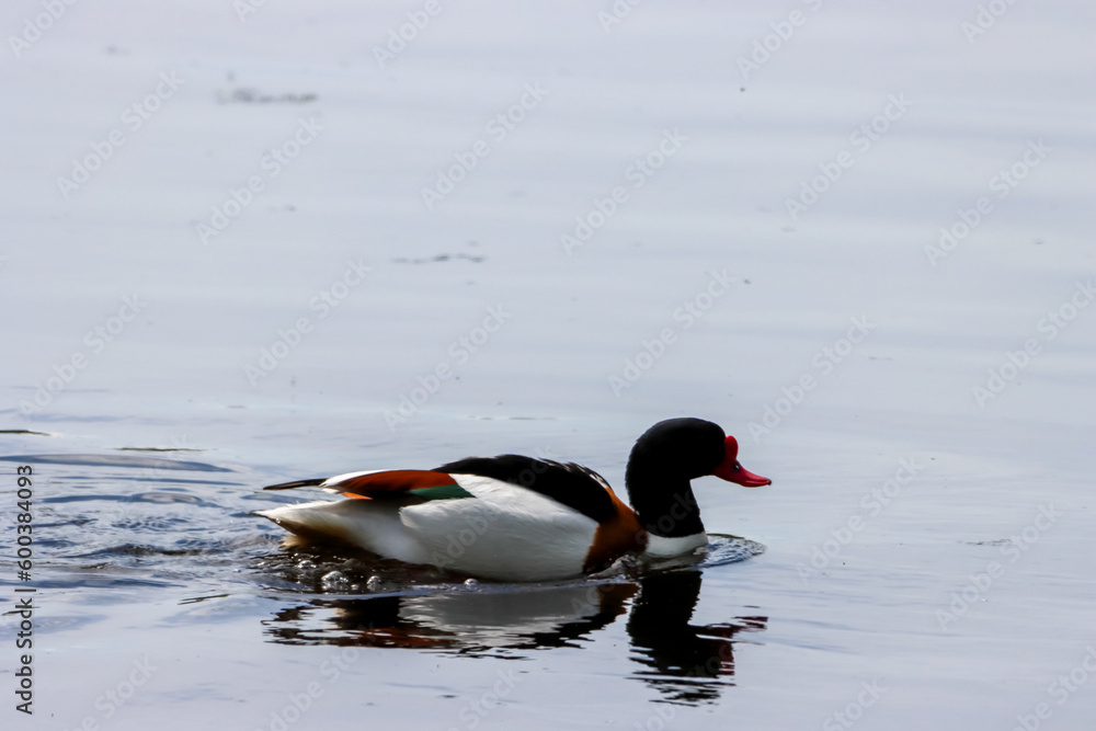 A beautiful animal portrait of a Shelduck A beautiful animal portrait of a Shelduck