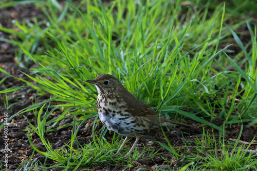 Wallpaper Mural A beautiful animal portrait of a songbird in the forest during the summer months Torontodigital.ca