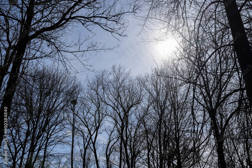 Bare trees in sunny spring weather, bare deciduous trees Bare trees in sunny spring weather, bare deciduous trees