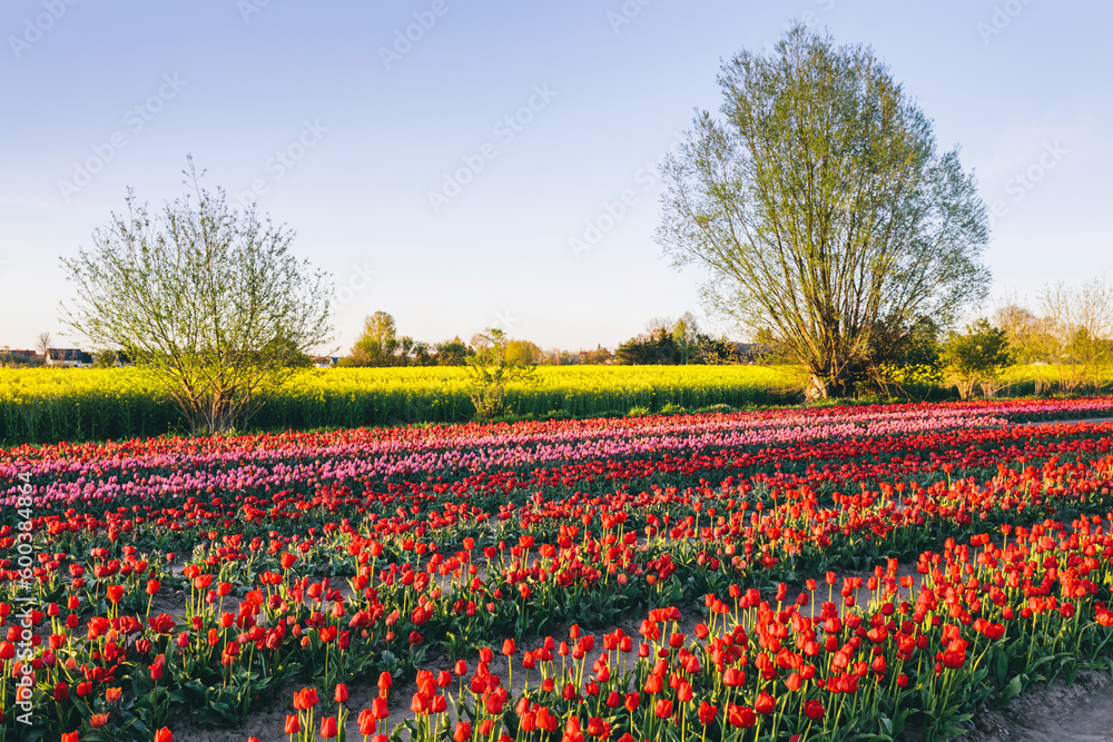 Tulip flowers field farm in spring landscape.
