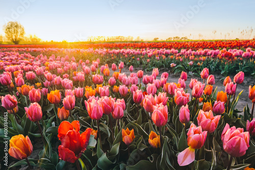Tulip flowers field farm in spring landscape at sunset
