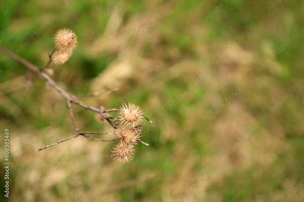 Close up of dry burdock Close up of dry burdock