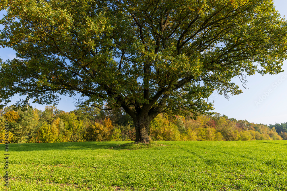 Changes in oak foliage in early autumn