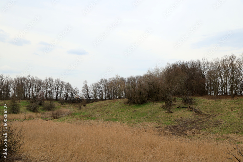 Fototapeta premium Forest on the hill at the river