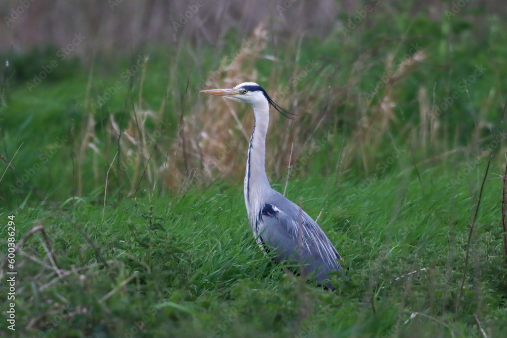 A grey Heron in the forest