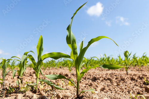 small green corn sprouts in the summer