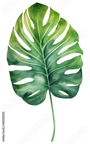 Watercolor tropical leave isolated