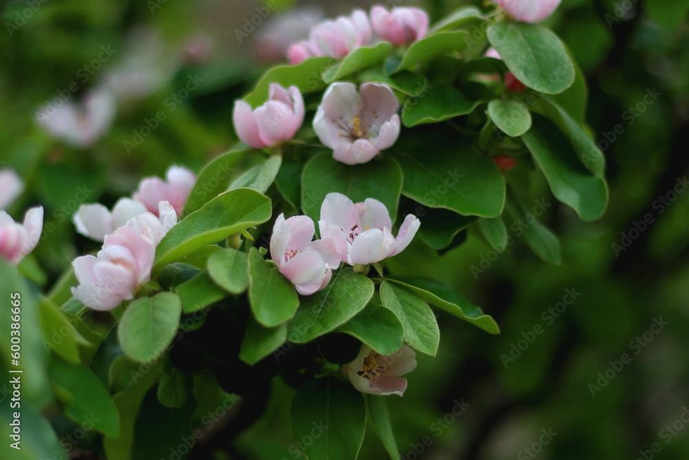Pink blossoms on quince tree. Selective focus. Pink blossoms on quince tree. Selective focus.
