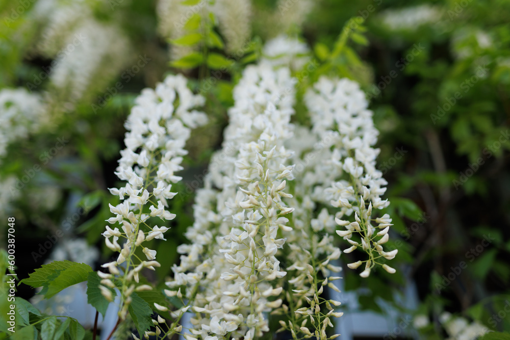 White wisteria flowers growing on a futuristic wall. White wisteria flowers growing on a futuristic wall.