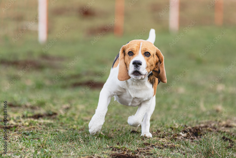 Beagle dog running straight on camera and chasing coursing lure on green field