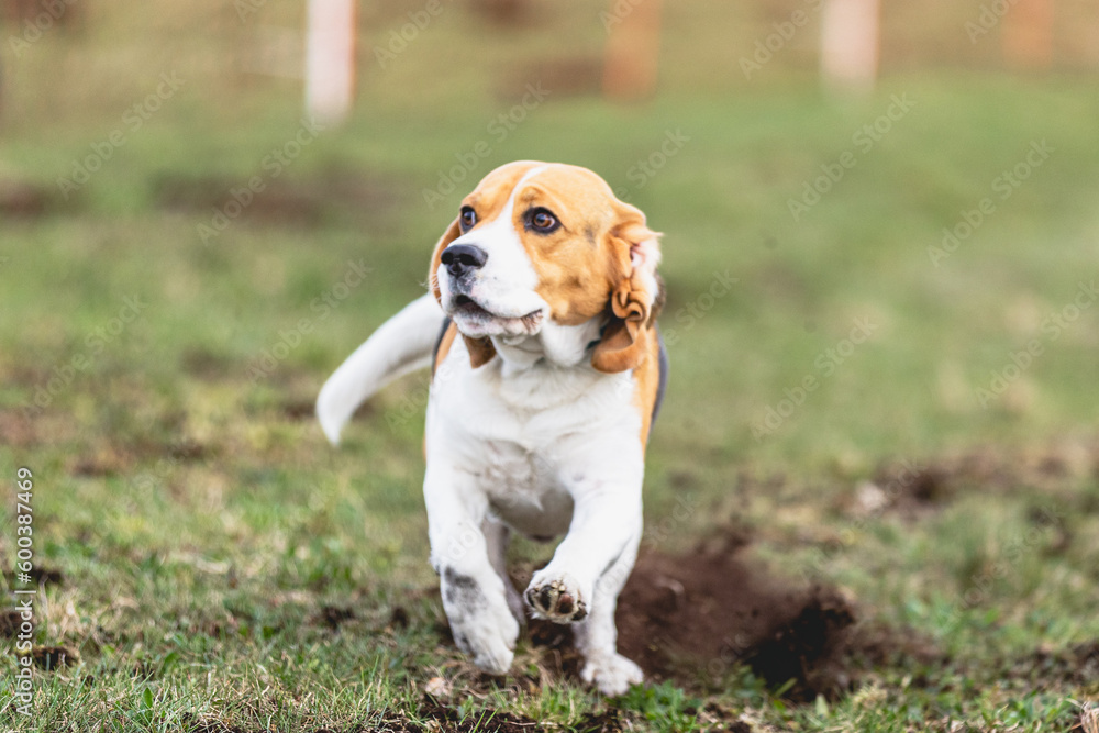Beagle dog running straight on camera and chasing coursing lure on green field