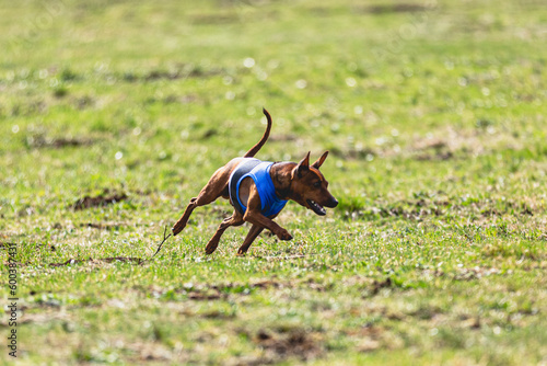 Pinscher dog running straight on camera and chasing coursing lure on green field © Aleksandr Tarlokov