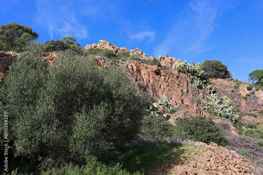 Seaside cliff overgrown with bushes and cactus prickly pear
