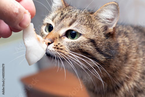 Photography The owner feeds the cat lard