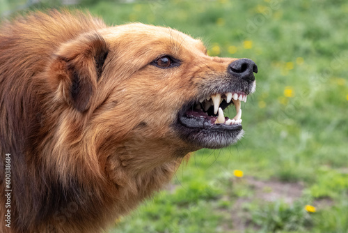 Quadro em tela Aggressive dog barks, baring teeth. Dangerous Angry Dog