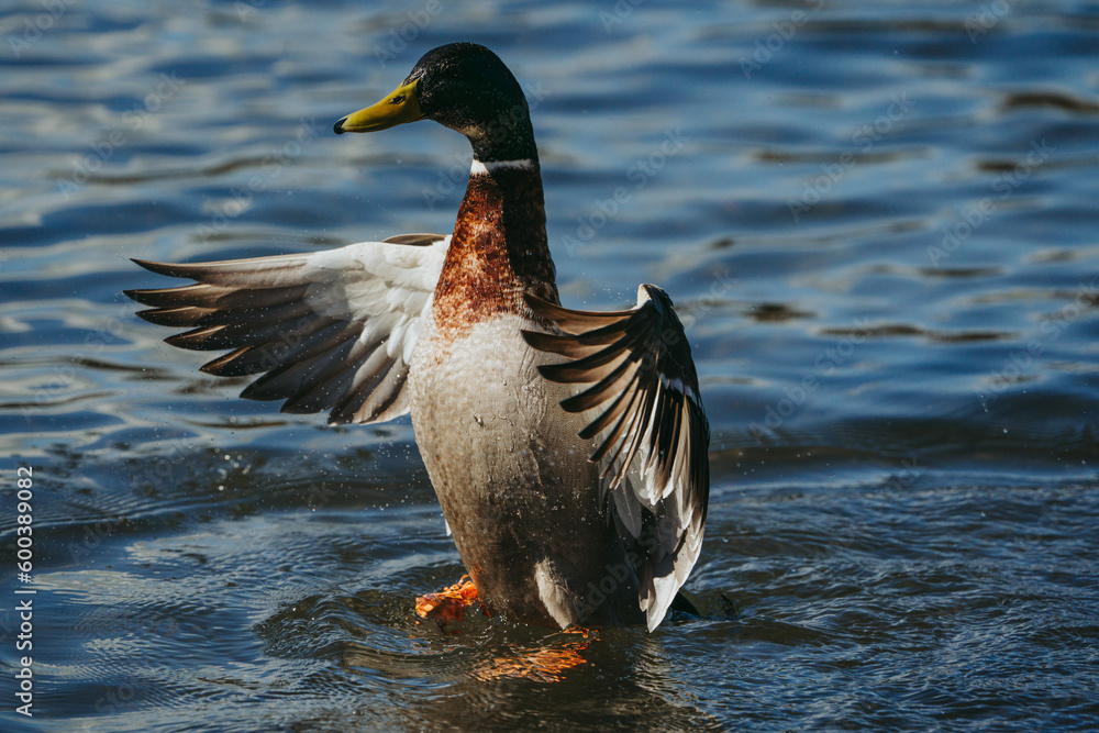 Fototapeta premium Wild duck playing in the water spreading its wings