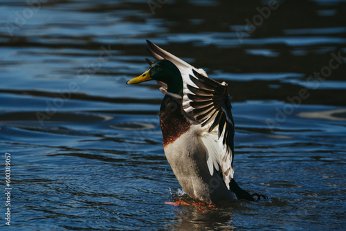 Wild duck playing in the water spreading its wings
