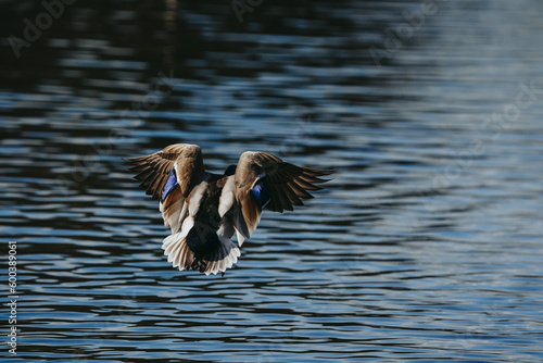 Wild duck playing in the water spreading its wings