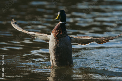 Wild duck playing in the water spreading its wings