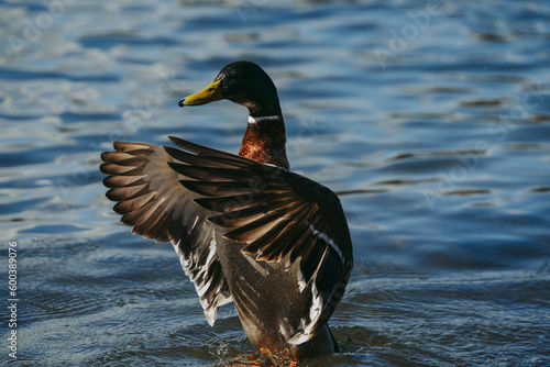 Wild duck playing in the water spreading its wings